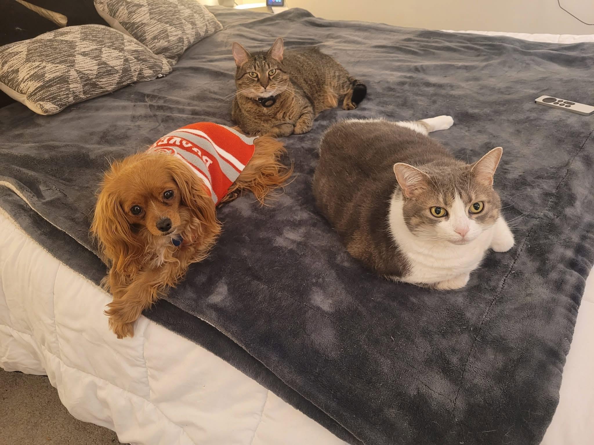 A small brown dog in a red-and-gray sweater beside a gray-and-white cat and a tabby cat on a gray bedspread